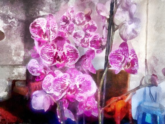 Orchids for Christmas Illustrations
